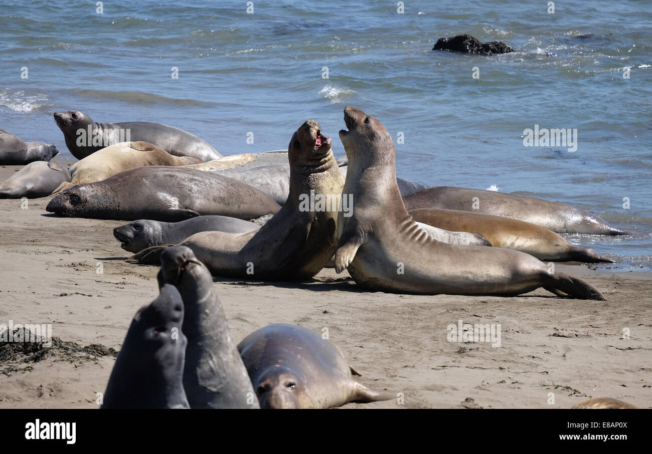 Los lobos marinos en Elephant Seal Beach, California Montery County Big sur Foto de stock