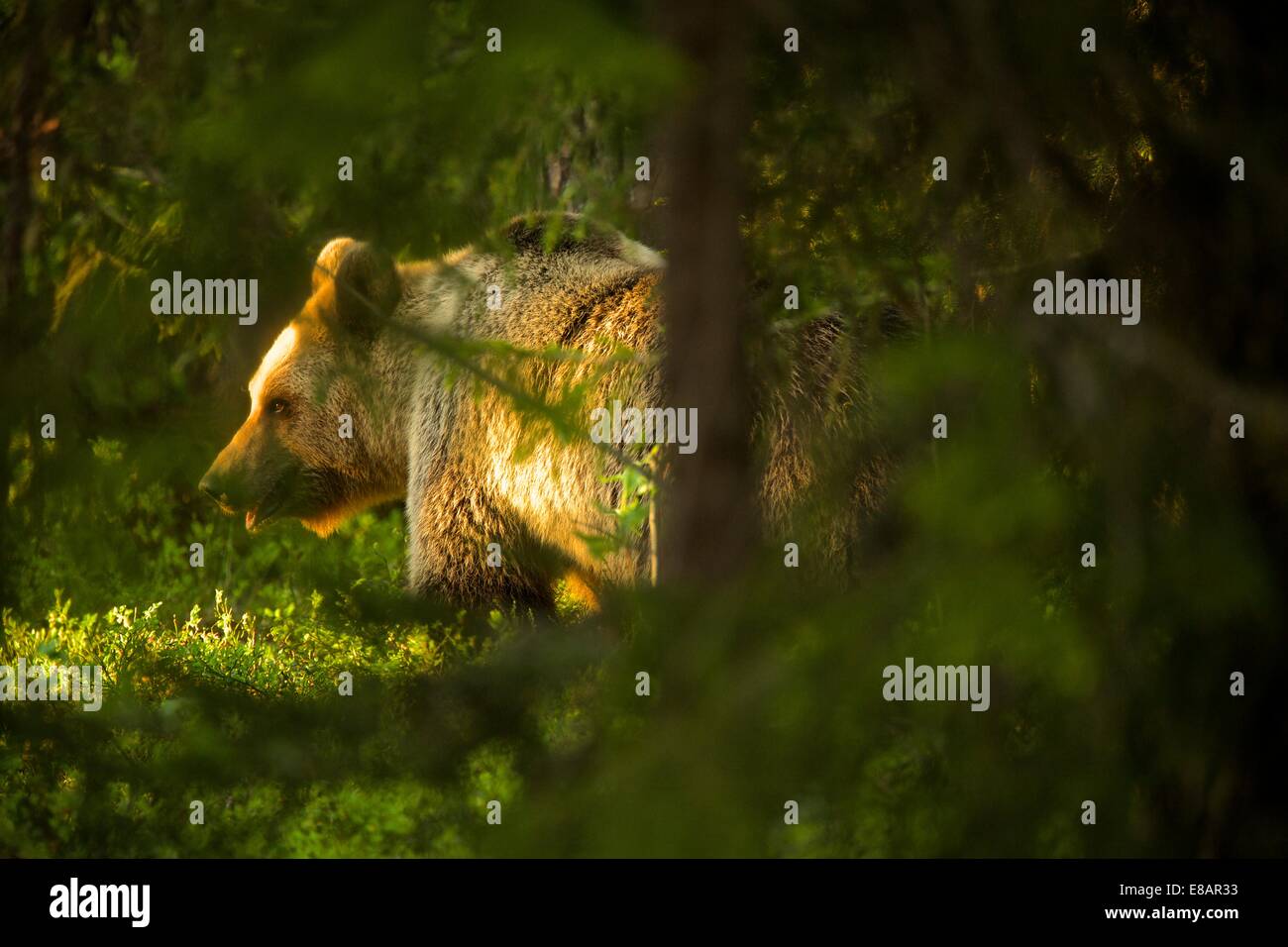 Oso pardo (Ursus arctos) en bosques de taiga, Finlandia Foto de stock