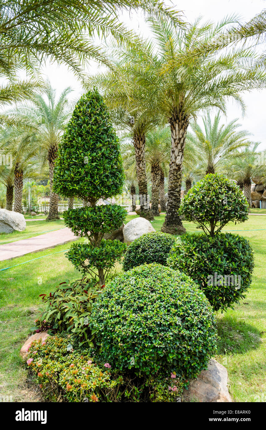 Arbustos enanos y palmera en el jardín Foto de stock
