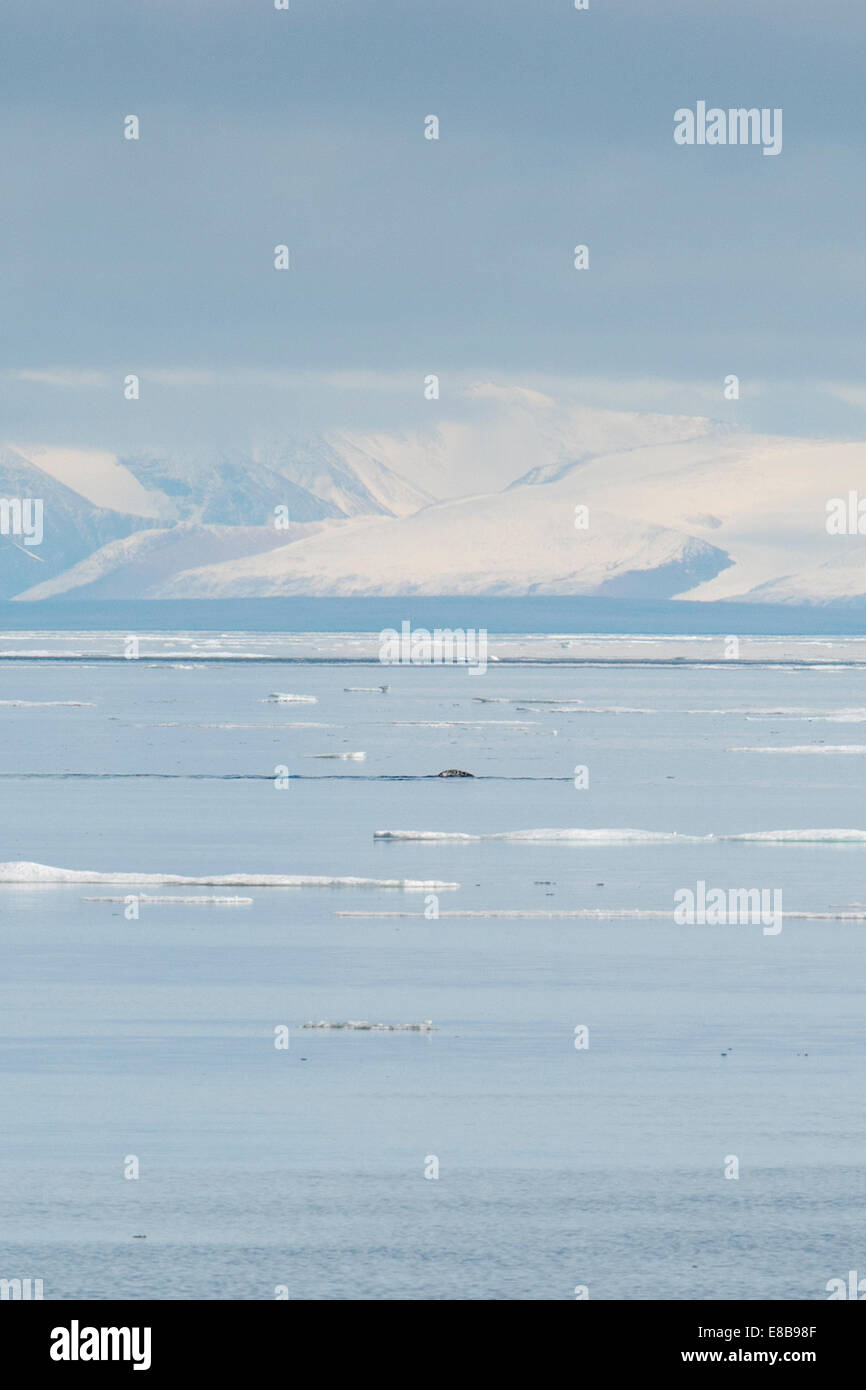 El narval, o Narwhale, Monodon monoceros, surgiendo a entrada de Milne, con montañas en el fondo, la Isla de Baffin, el Océano Ártico. Foto de stock