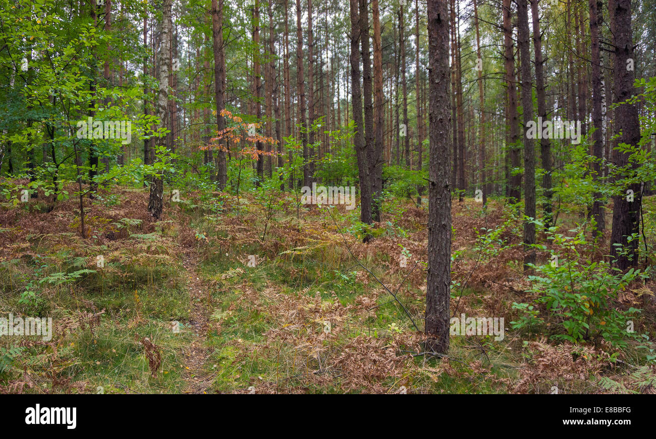 Bosque de pinos Foto de stock