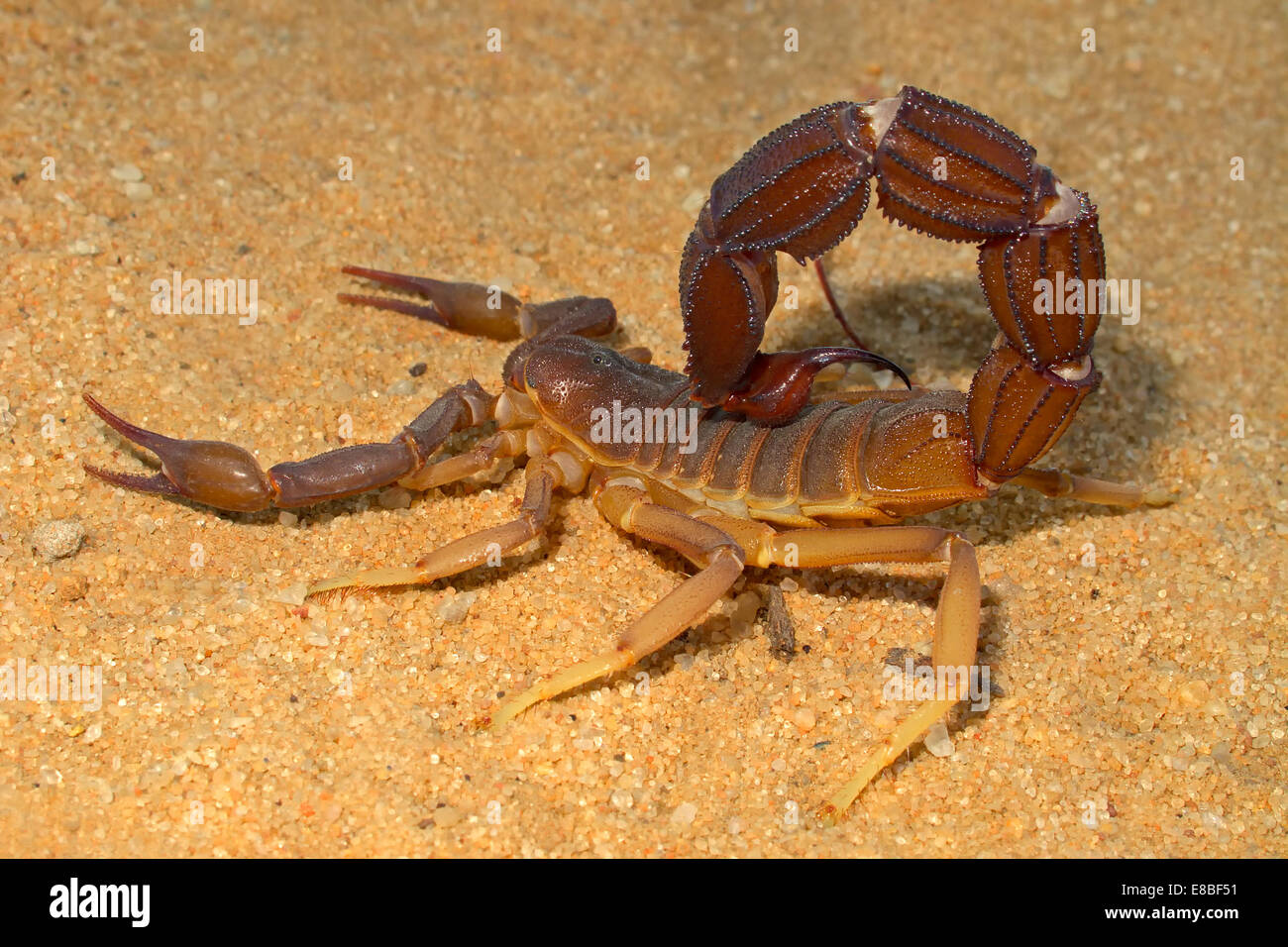 Escorpión agresivo (Parabuthus spp.), el desierto de Kalahari, Sudáfrica Foto de stock