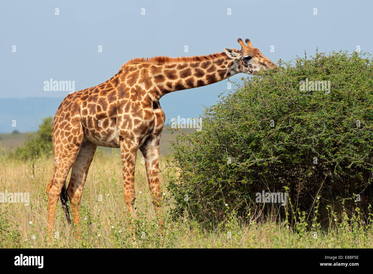 Una jirafa Masai (Giraffa camelopardalis tippelskirchi) alimentando a un árbol, Kenia Foto de stock