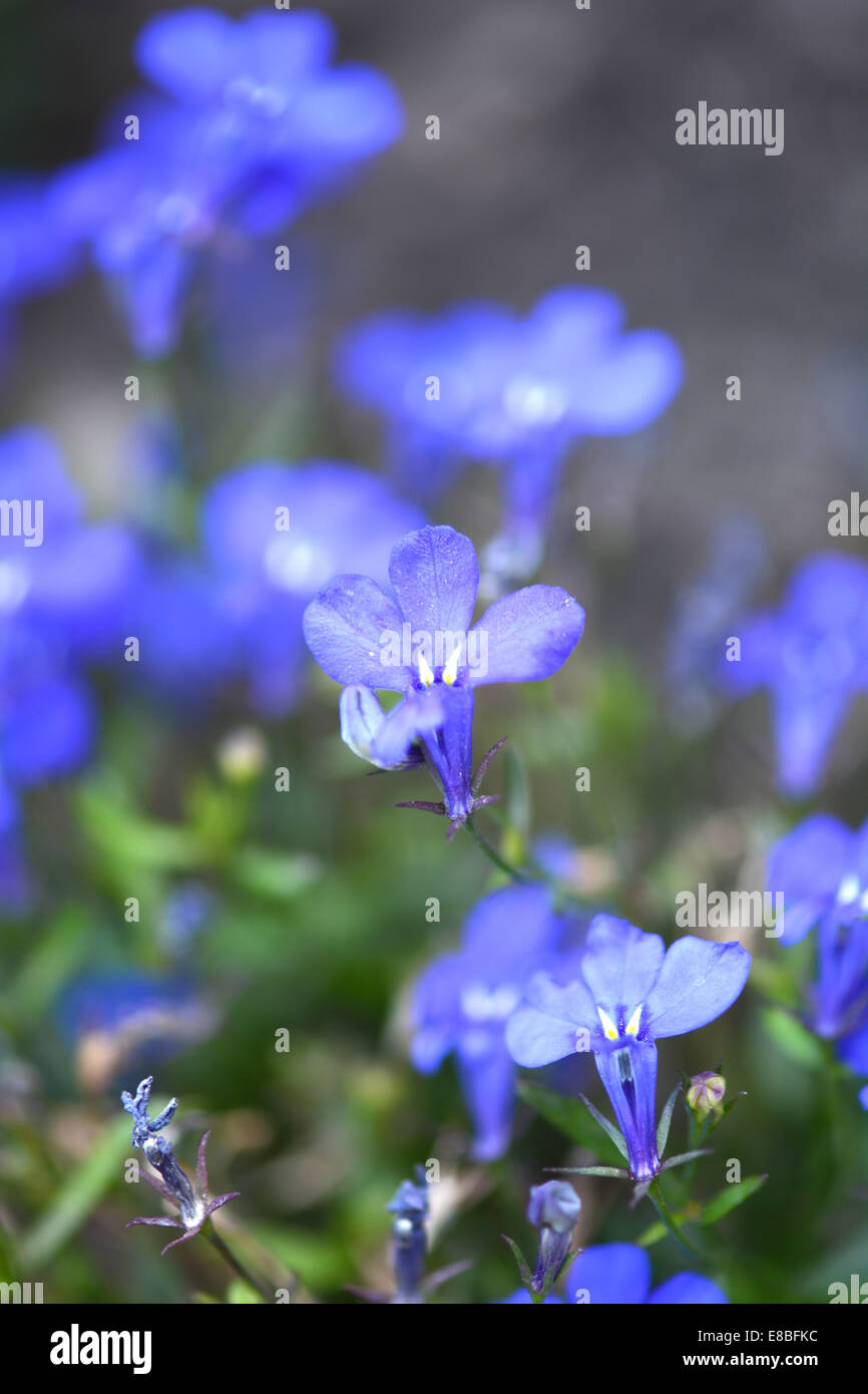 Cierre de flor azul en el campo Foto de stock