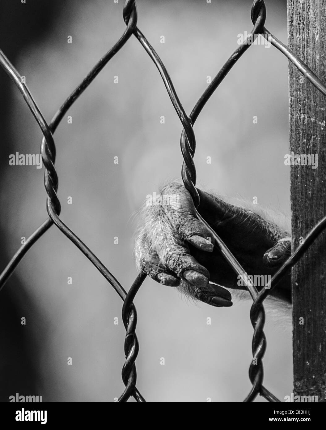 Monkey mano detrás de la jaula del Zoo triste prisionero Foto de stock