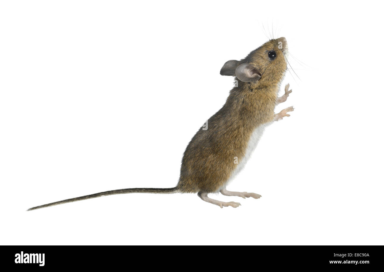 Madera - Apodemus sylvaticus ratón Foto de stock