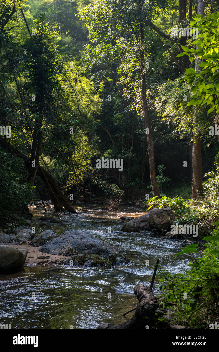 Arroyo de la selva tropical en el parque nacional de Cheson , Lampang, Tailandia Foto de stock