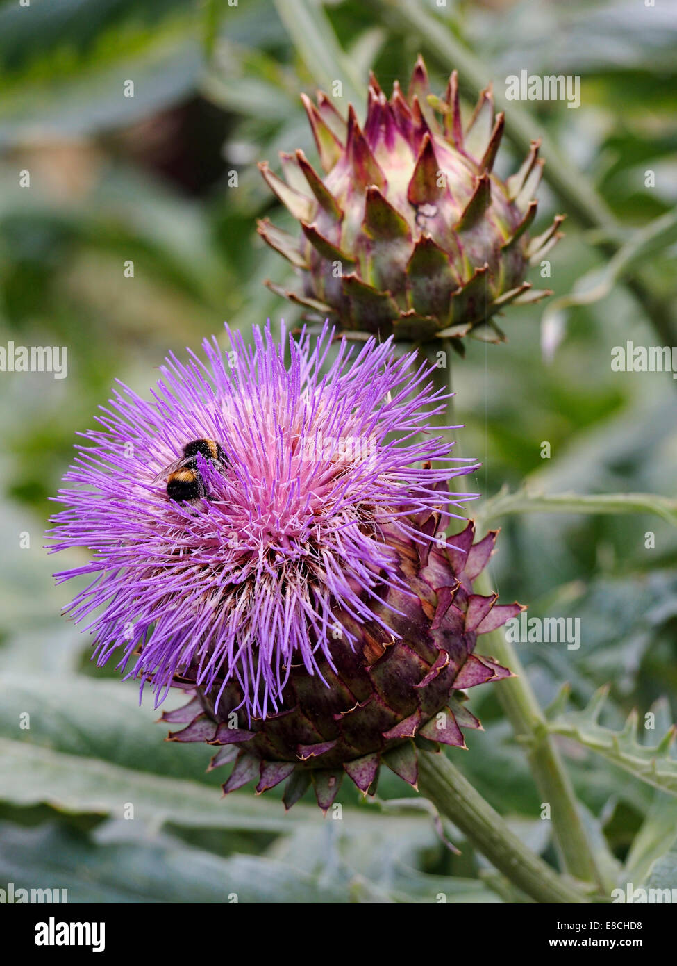 El cardo Cynara Cardunculus flor y semillas cabeza con un abejorro recopilar el néctar de la flor. Foto de stock