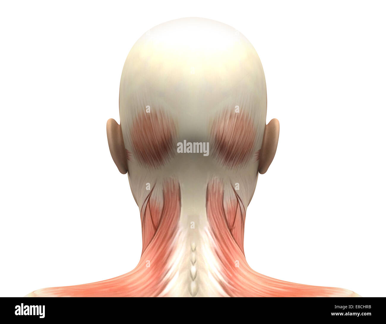 Cabeza Femenina Anatomía De Los Músculos Vista Posterior Fotografía De Stock Alamy 5404