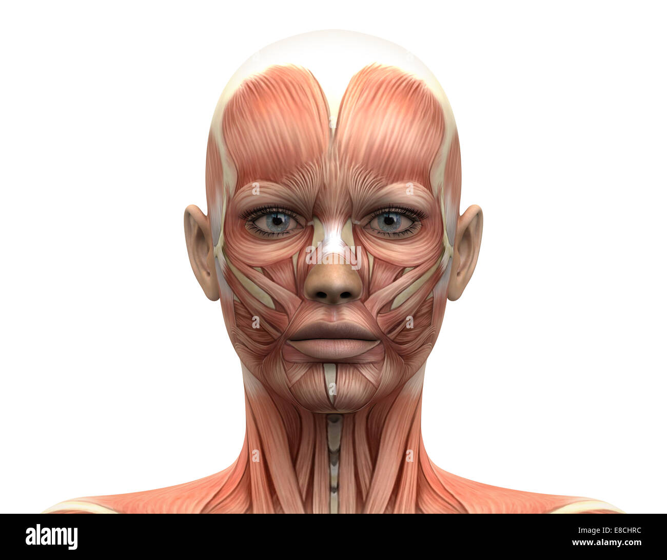 Los musculos de la cabeza humana fotografías e imágenes de alta resolución - Alamy Los musculos de la cabeza humana fotografías e imágenes de alta resolución - Alamy