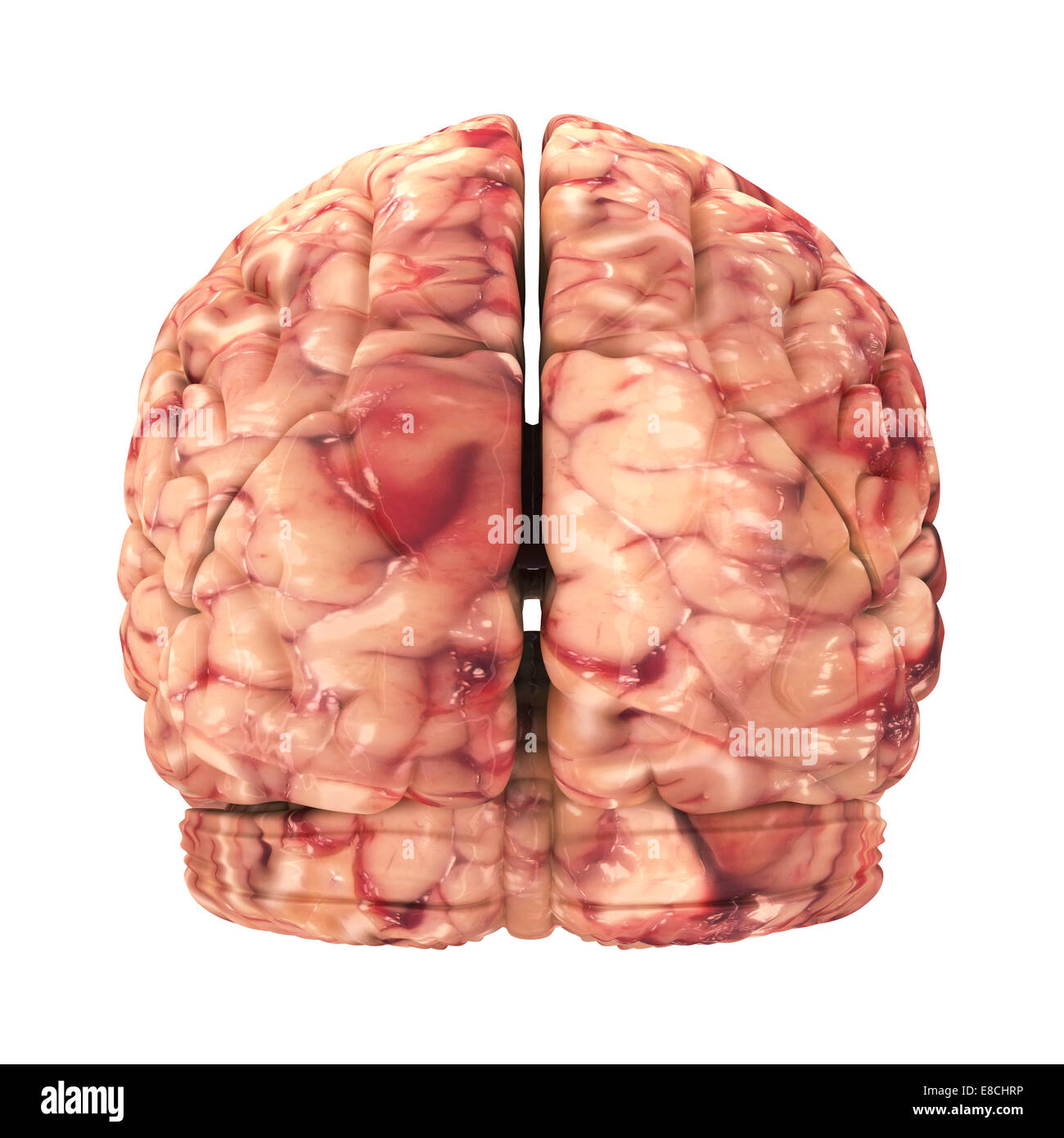 Anatomía El cerebro - Vista posterior aislado en blanco Foto de stock