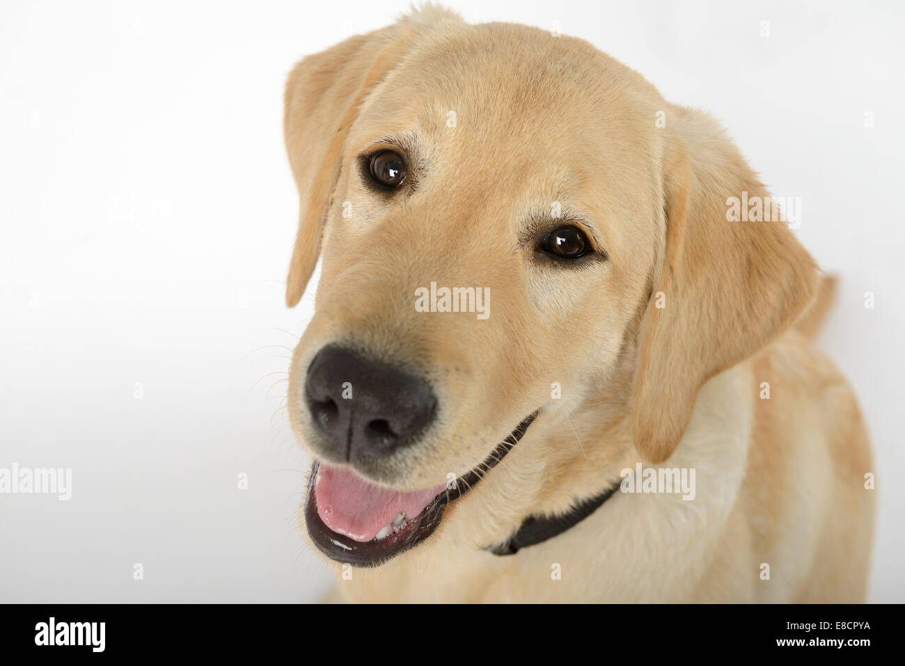 Labrador retriever amarillo cachorro mirando a la cámara Foto de stock