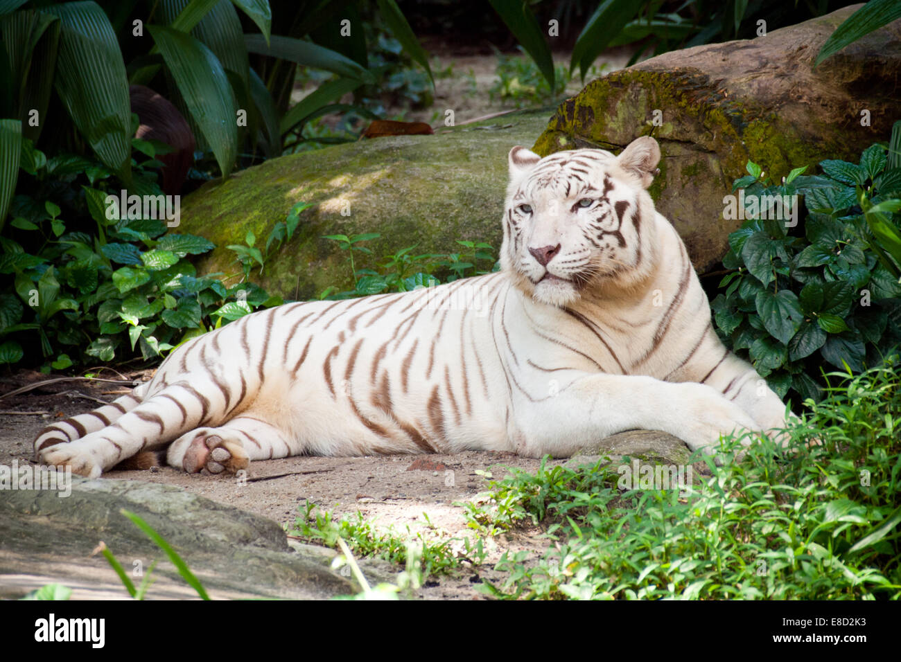 Un tigre blanco (White) Tigre de Bengala (Panthera tigris tigris) descansa a la sombra en el Zoo de Singapur en Singapur. Foto de stock