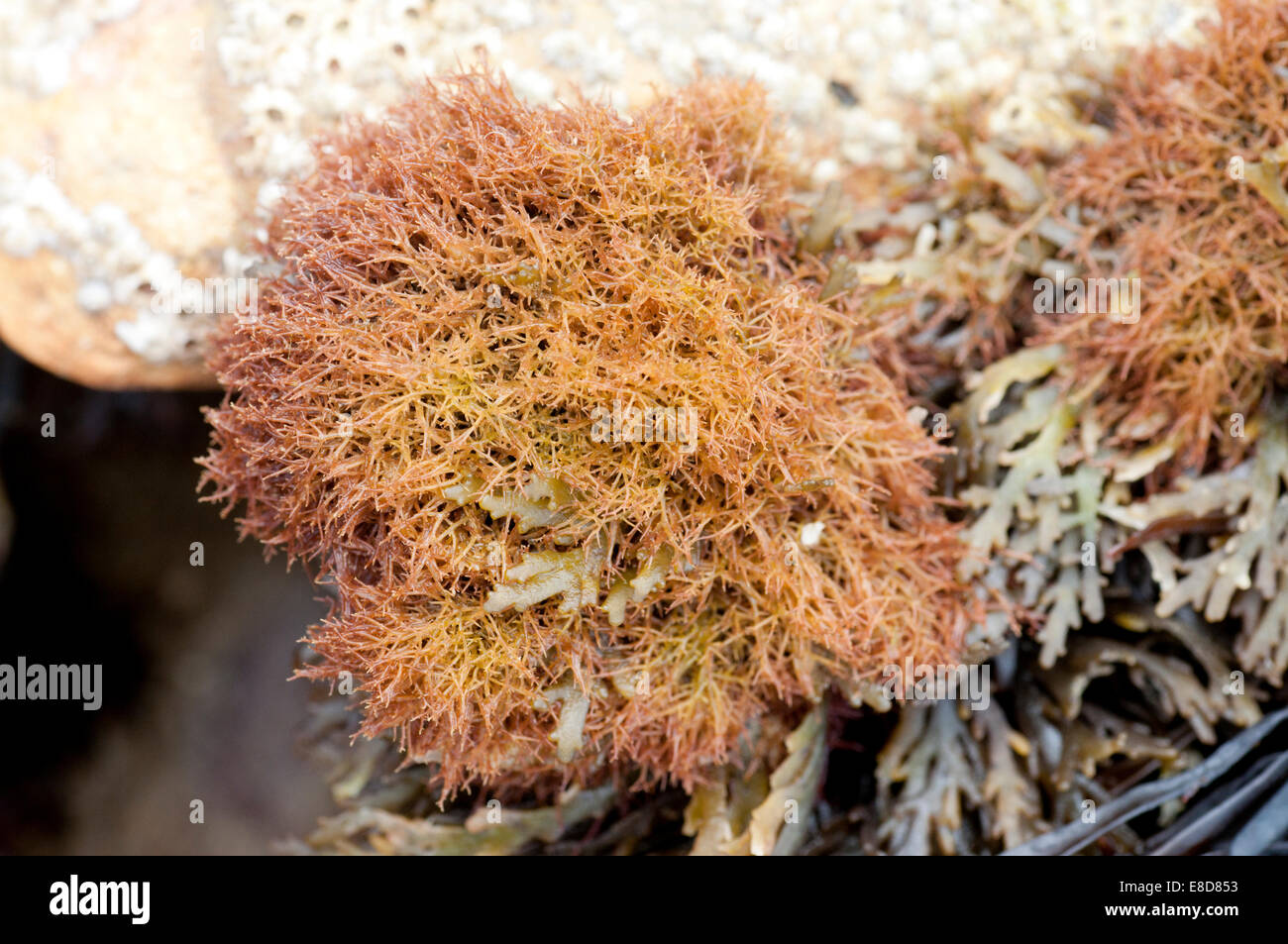 Sandbinder, un alga roja encontrados en la brecha de la Esperanza, Seaford, East Sussex Foto de stock