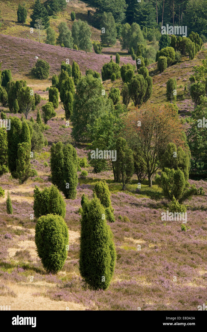 Brezo (Calluna vulgaris), floración y comunes de enebro (Juniperus Communis), Valle, Wilsede Totengrund Foto de stock
