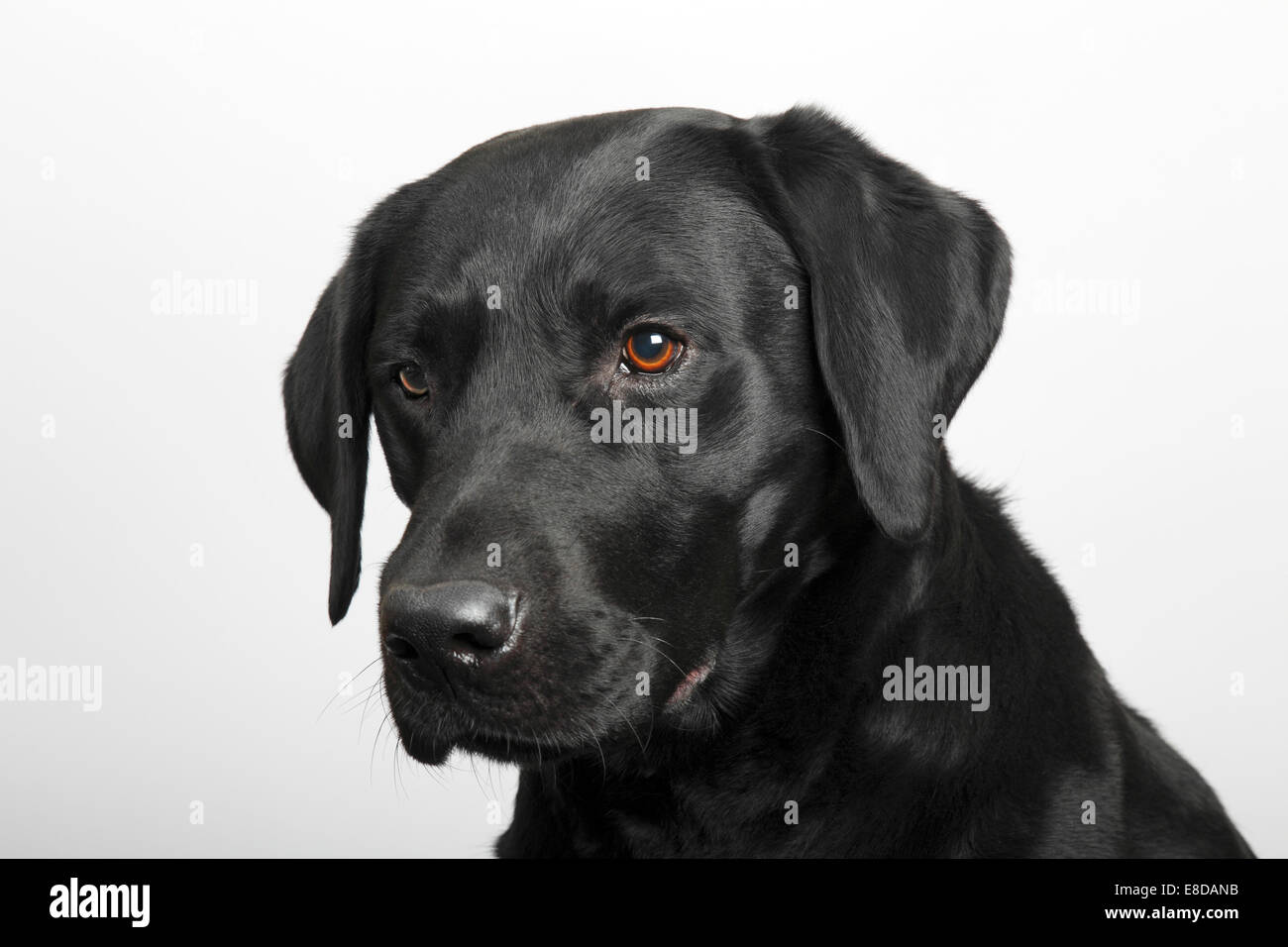 Perro Negro Del Perro Perdiguero De Laborador Foto de archivo - Imagen de  estudio, feliz: 64820156