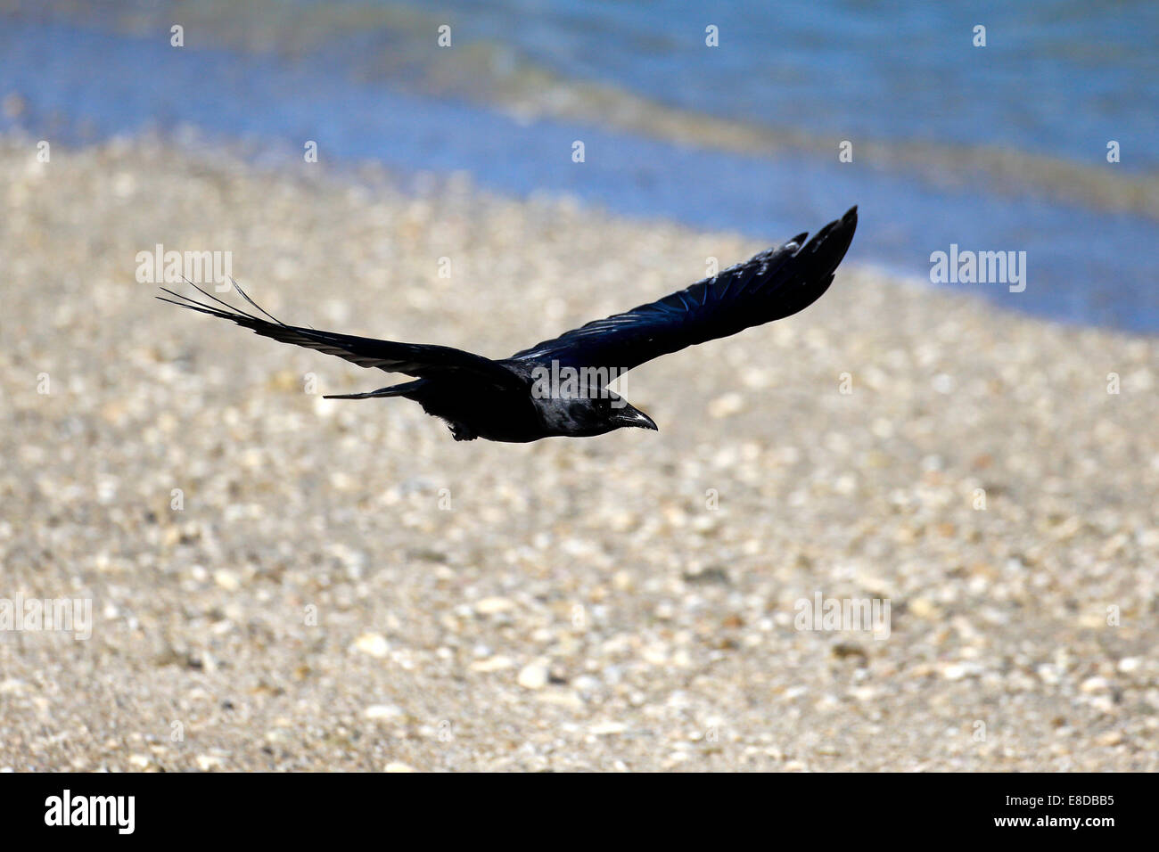 Cuervo (Corvus ossifragus pescado), adulto, Sanibel Island, Florida, EE.UU. Foto de stock