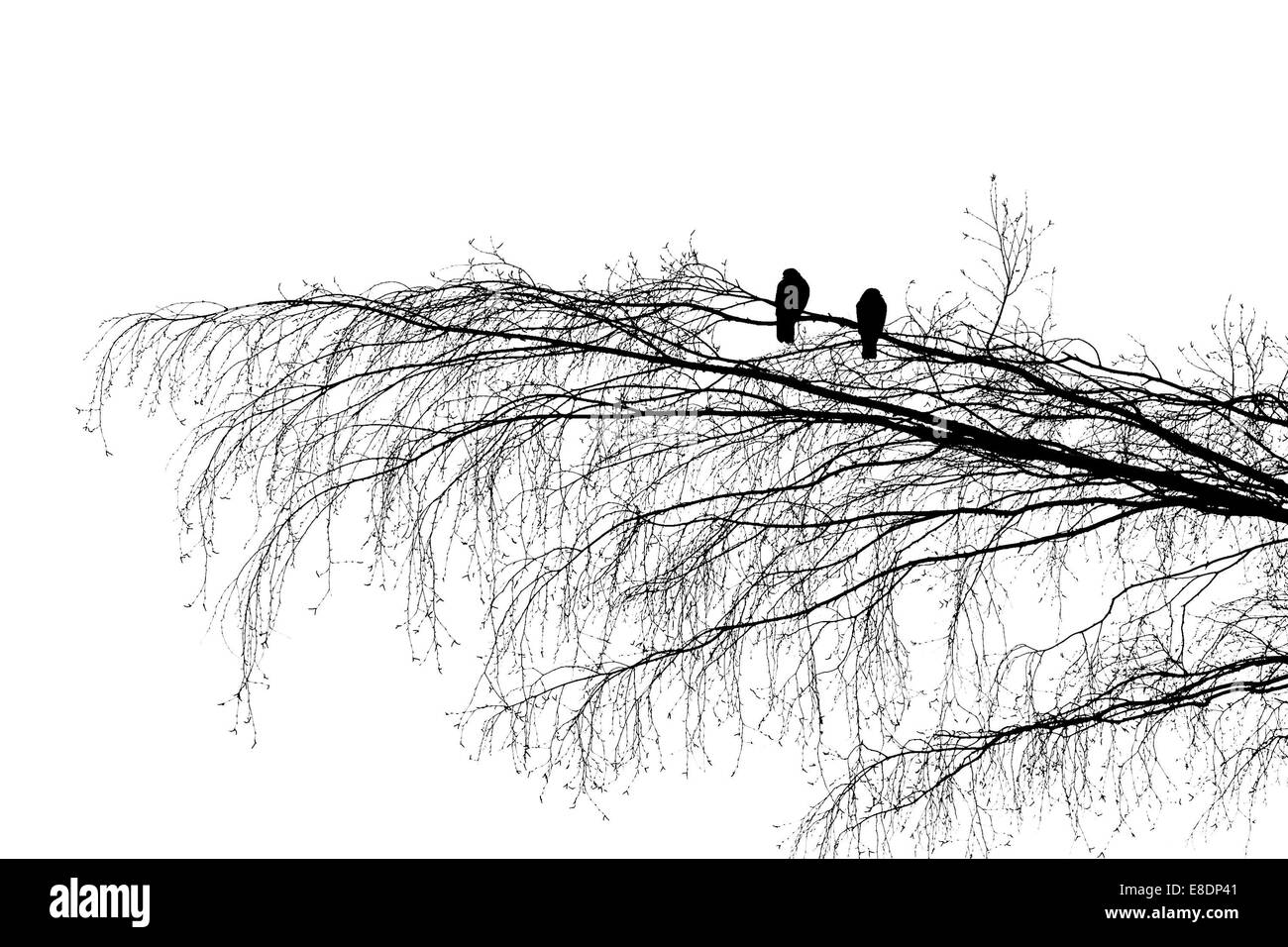 Dos palomas de madera en la rama de un árbol, mirando en direcciones opuestas. Silueta de la fotografía en blanco y negro Foto de stock