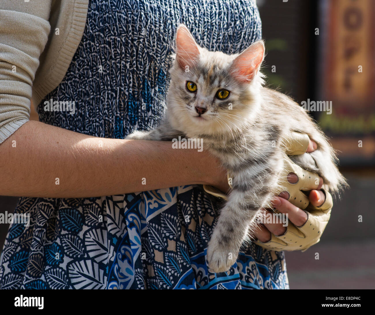 Acercamiento de un pequeño gatito en el tipo de manos de una joven mujer Foto de stock