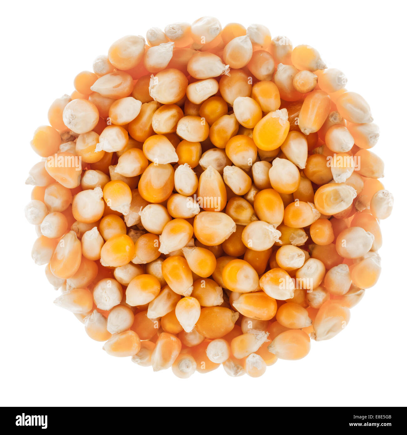 Círculo perfecto de semillas de maíz Unpoped aislado sobre fondo blanco. Foto de stock