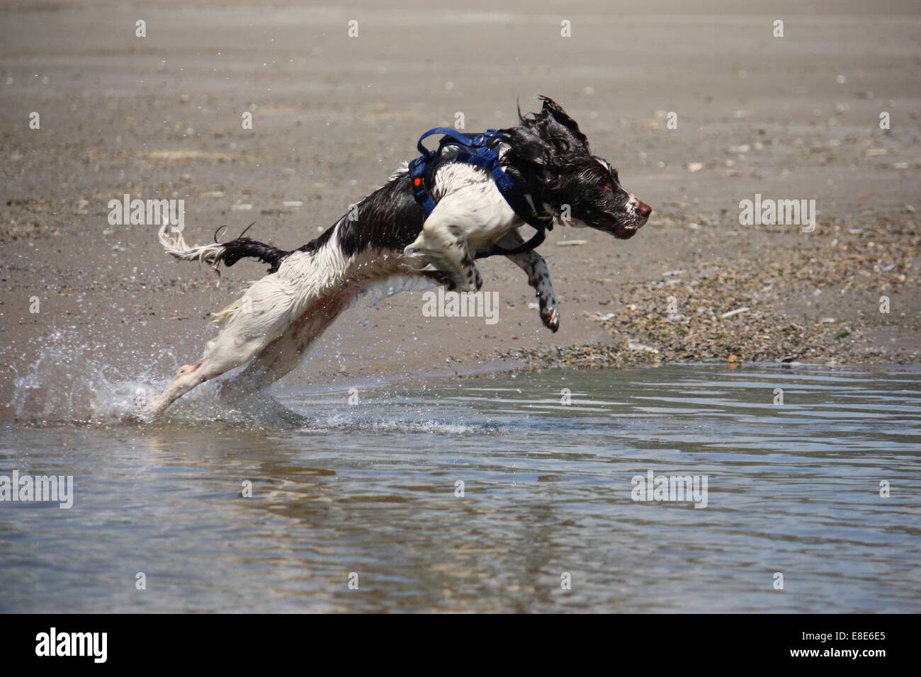 Salto de perros de caza fotografías e imágenes de alta resolución - Alamy