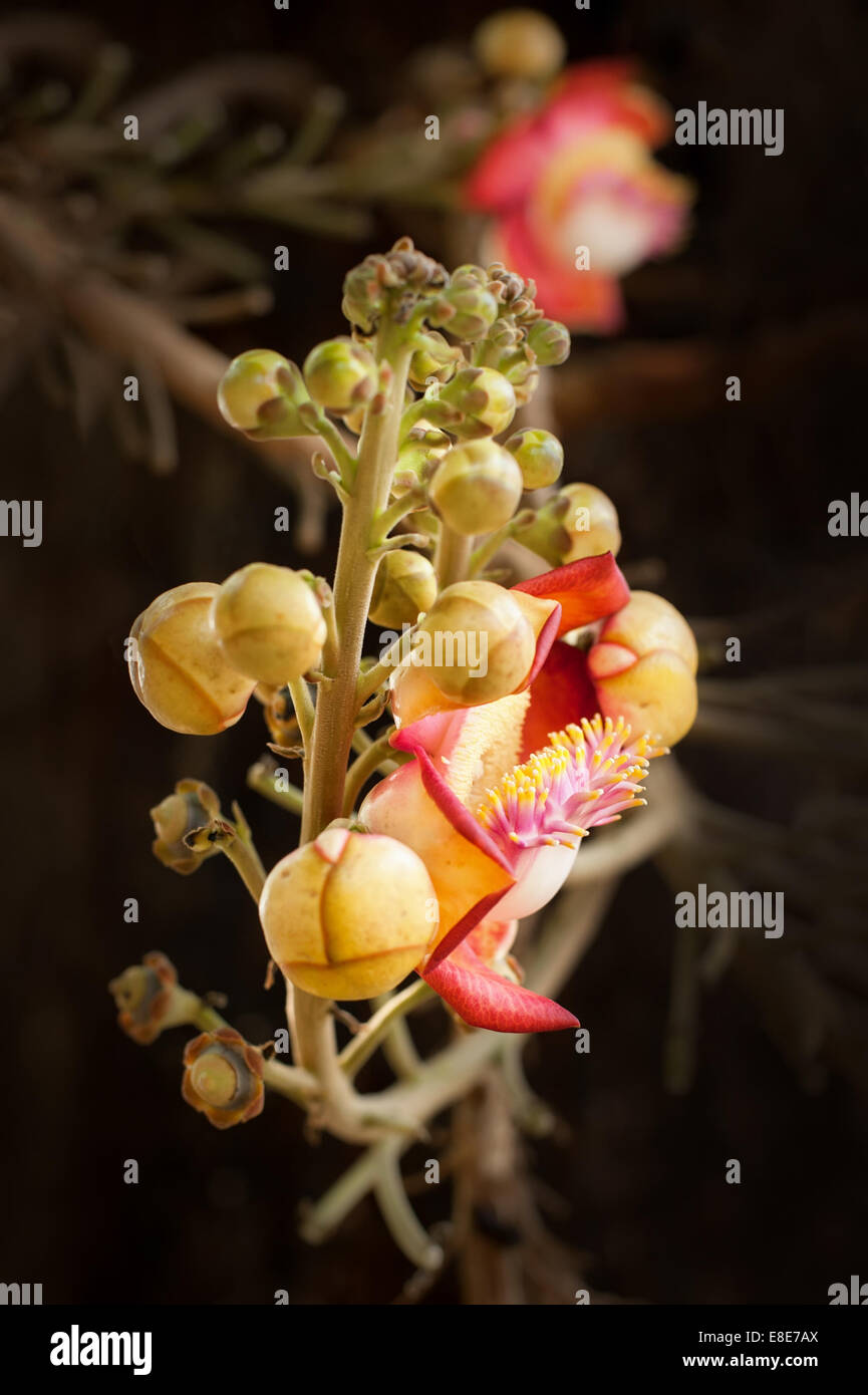 Tropical hermoso árbol bala de cañón (Couroupita guianensis) con increíble con el cultivo de flores en el bosque lluvioso. Tailandia naturaleza backgrou Foto de stock
