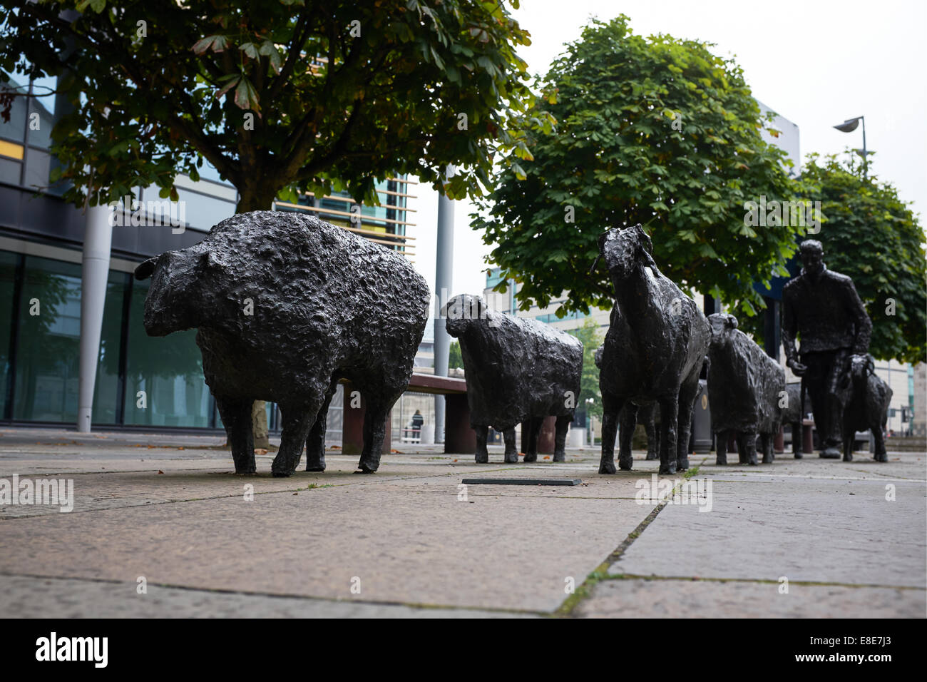 Ovejas en la carretera escultura en bronce por Deborah Brown en Belfast city centre Foto de stock