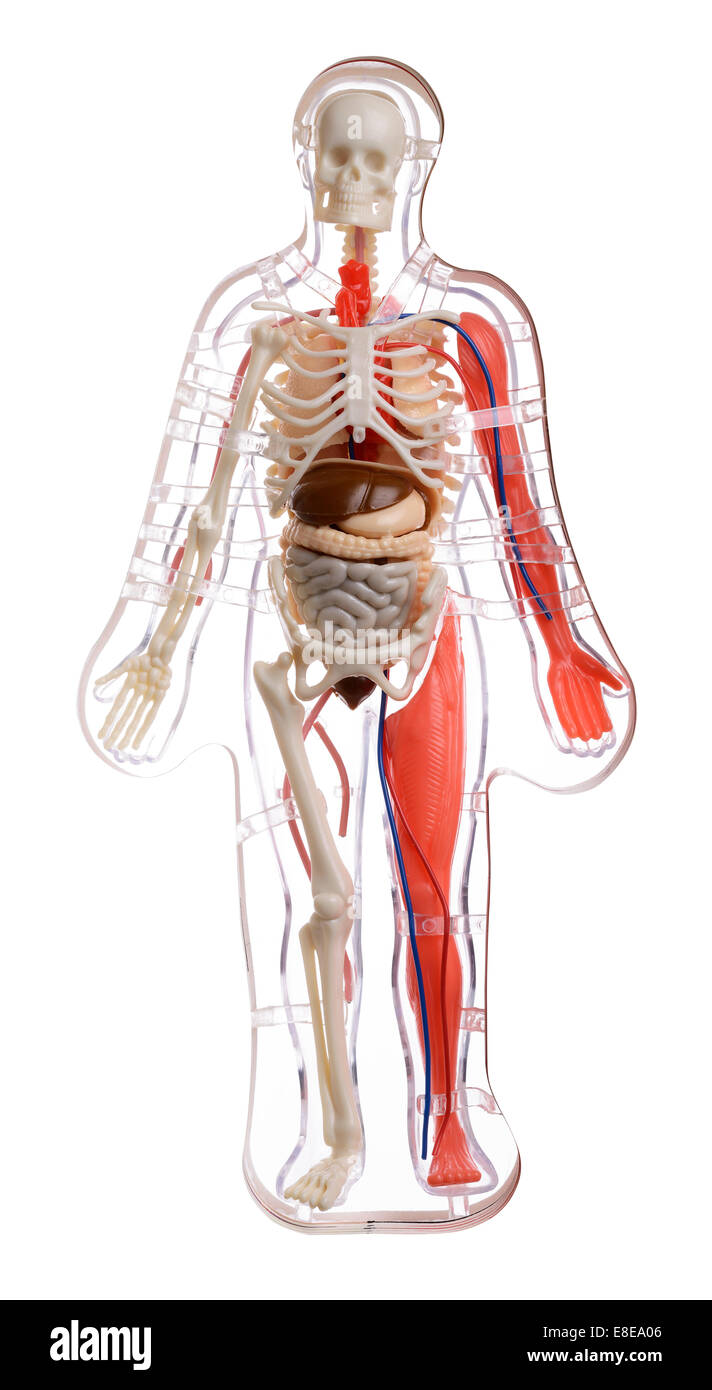 3D cut away diagrama del cuerpo humano Foto de stock