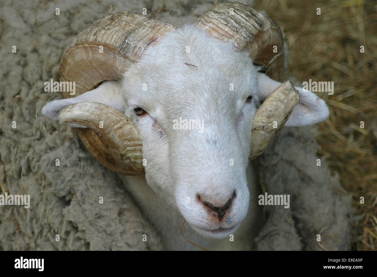 Ram blanca con grandes cuernos Fotografía de stock - Alamy