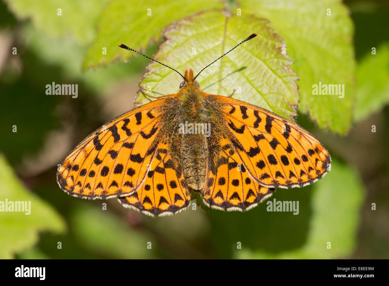 Recién surgido adulto bordeados con perla speyeria descansando sobre mariposas hoja de zarzas, New Forest, Inglaterra Foto de stock