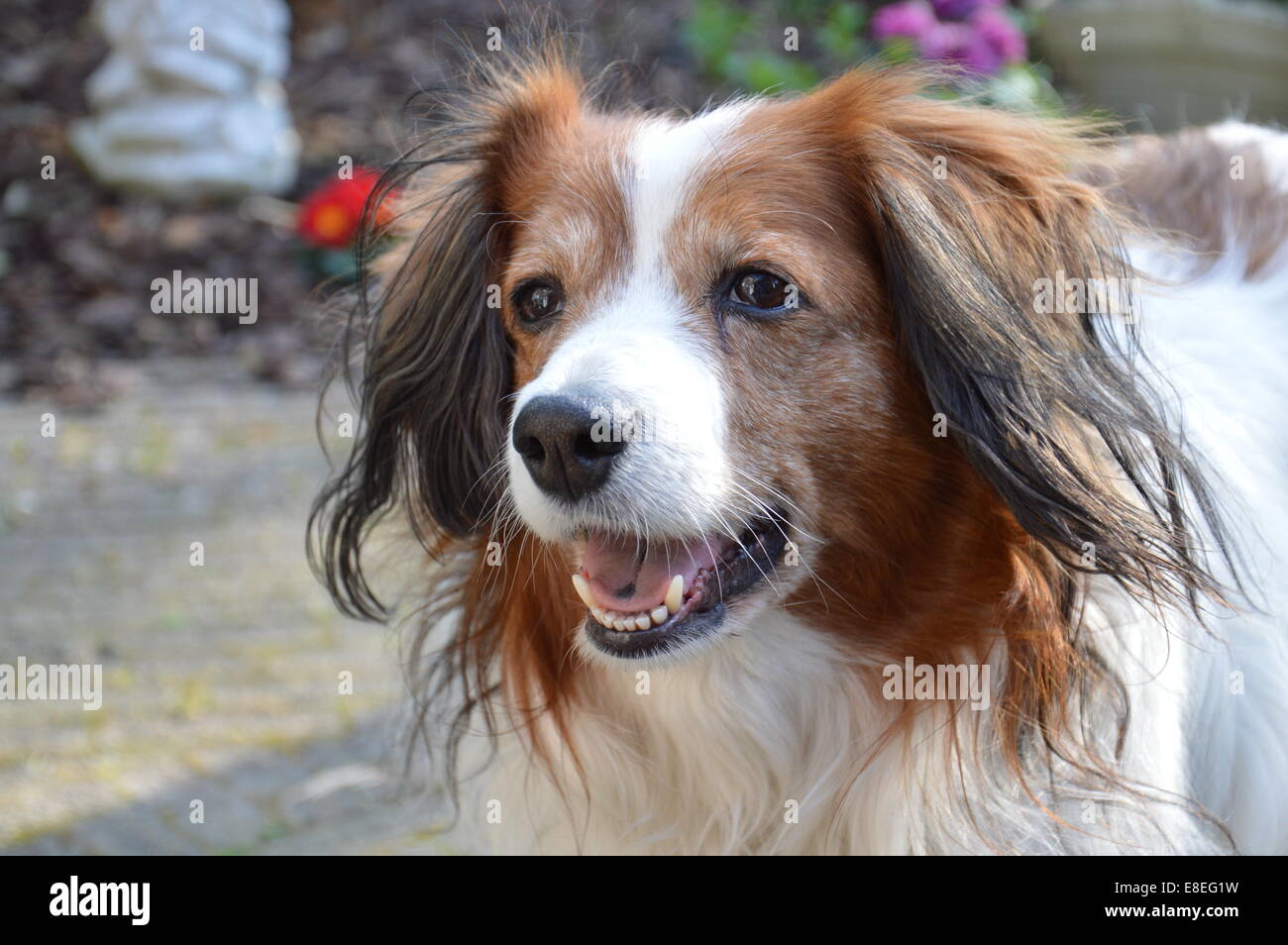 Perro holandés Foto de stock