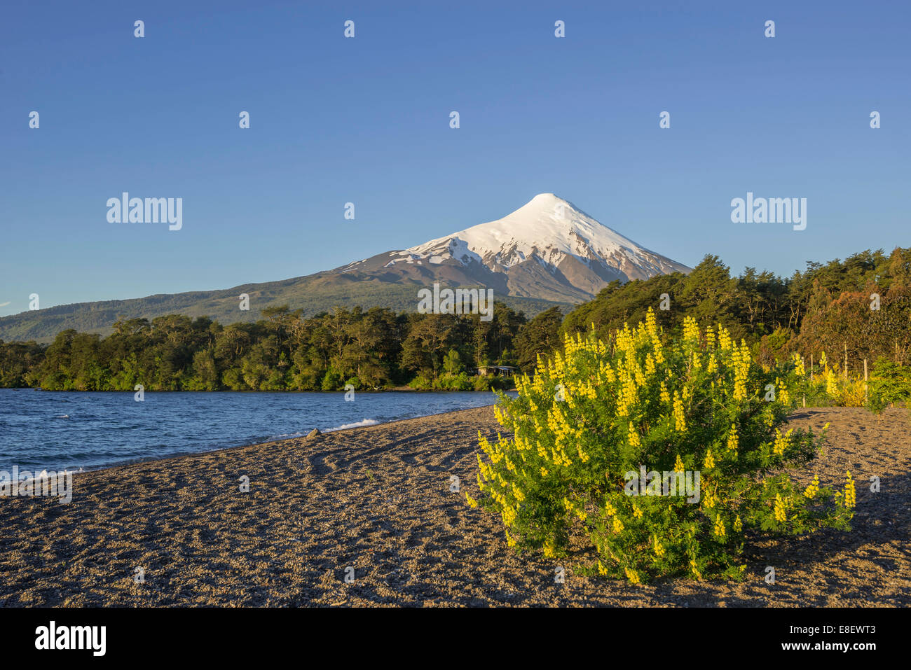 El volcán Osorno y la orilla de la bahía del lago Llanquihue, Puerto Varas, región de los lagos, chile Foto de stock