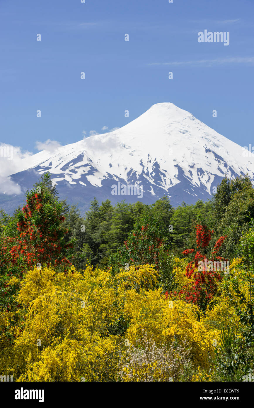 Volcán Osorno, en la parte delantera un chileno firebush también o ciruelillo, notro (Embothrium coccineum), puerto varas, región de los lagos Foto de stock