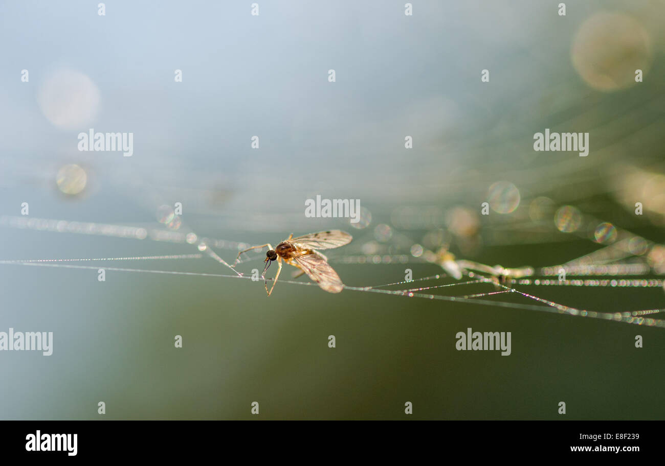 Fry o pequeños insectos voladores atrapados en la web de seda de una araña de jardín. Foto de stock