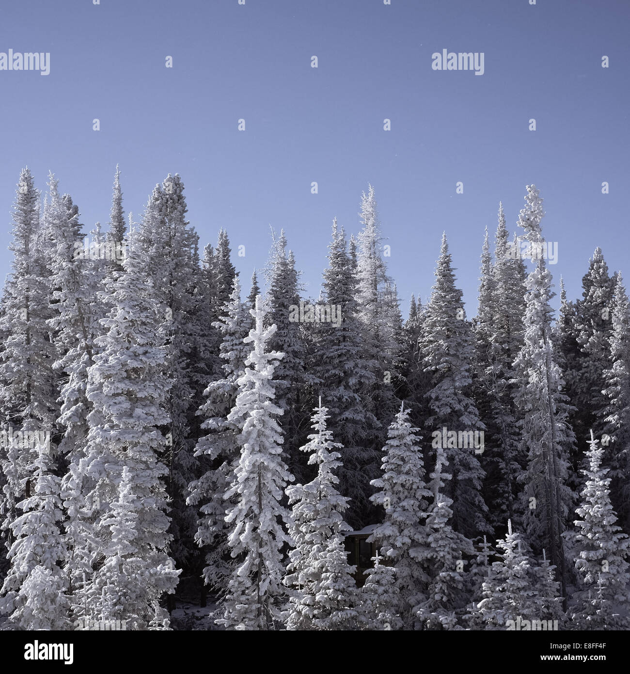 Árboles nevados congelados, Wyoming, Estados Unidos Foto de stock