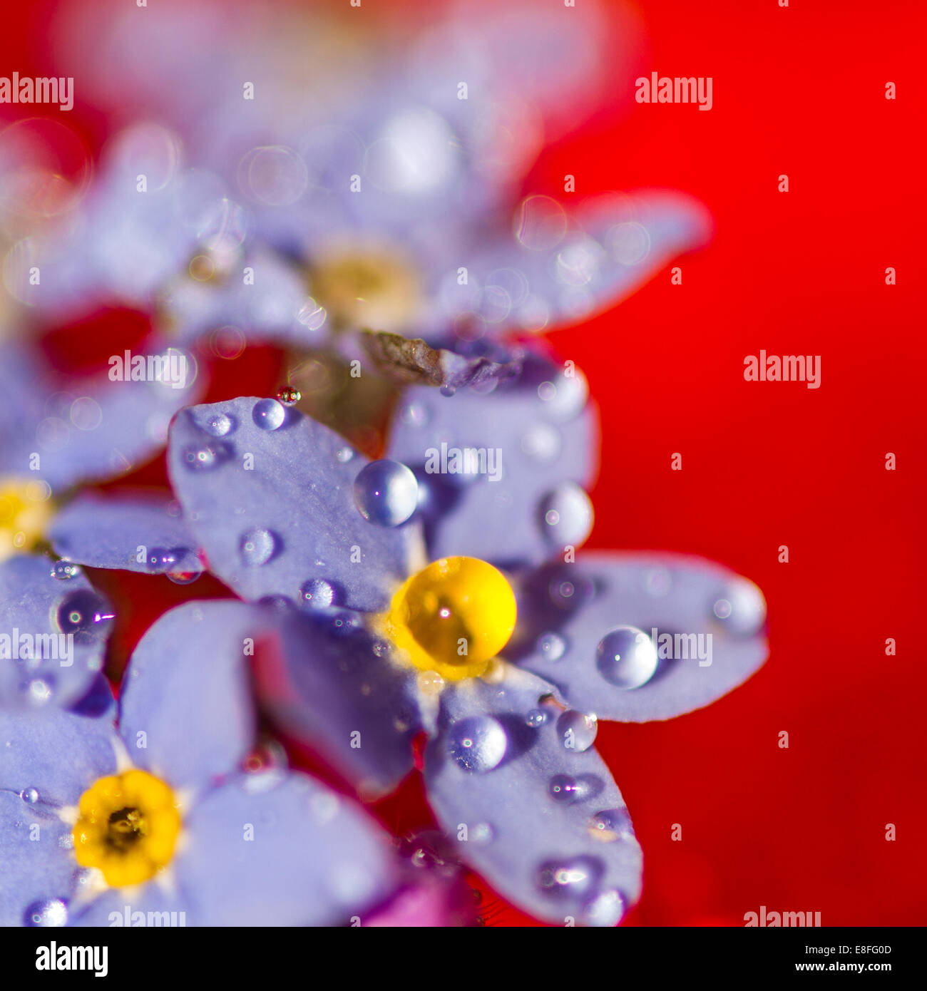 Las gotas de agua de flores púrpura Fotografía de stock - Alamy Las gotas de agua de flores púrpura Fotografía de stock - Alamy