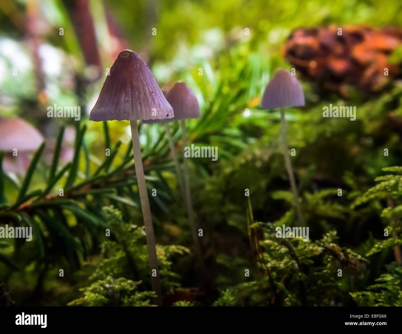 Las setas en el bosque, Suecia Foto de stock