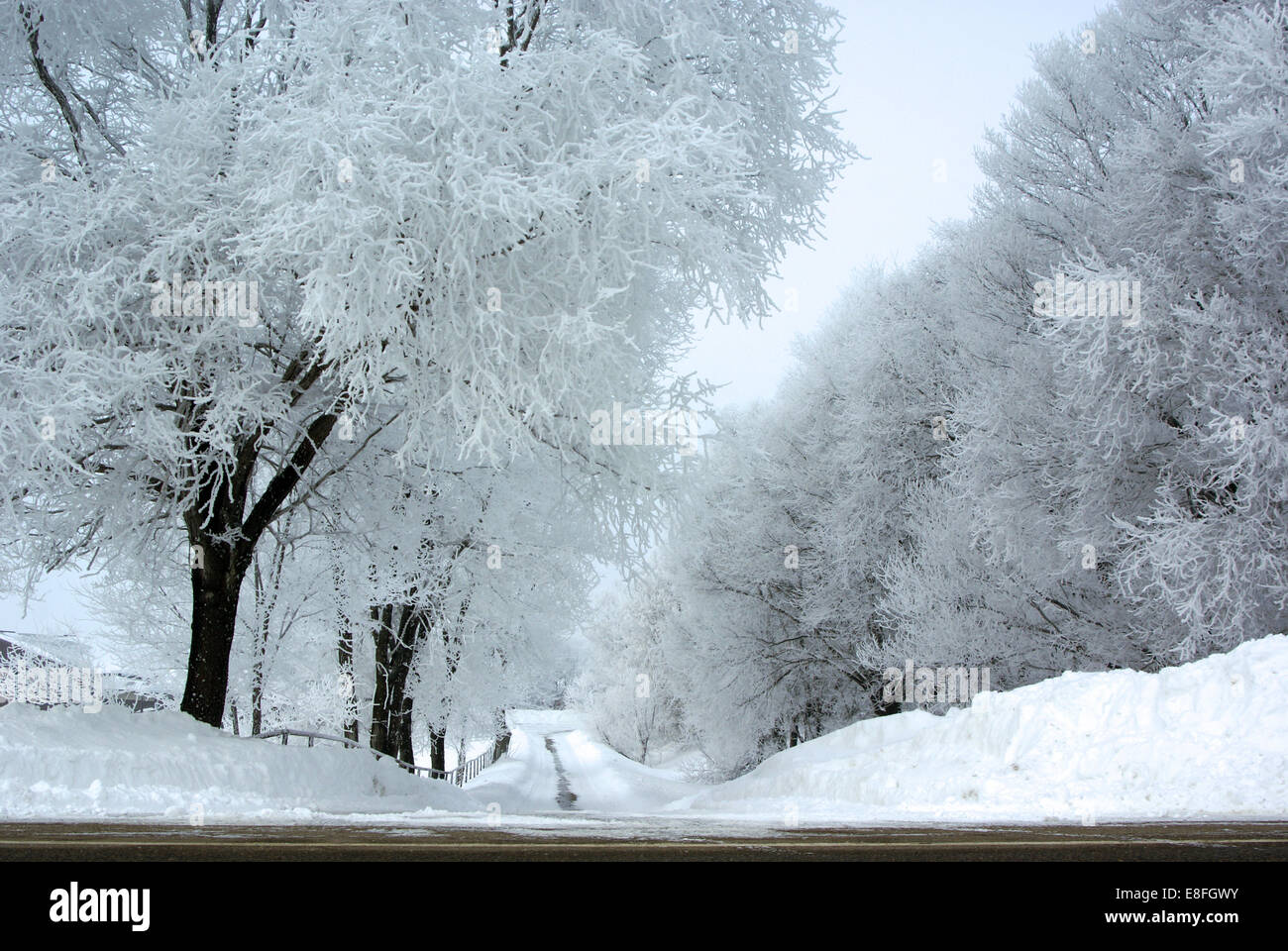 Camino vacío bordeado de árboles en la nieve, Minnesota, Estados Unidos Foto de stock