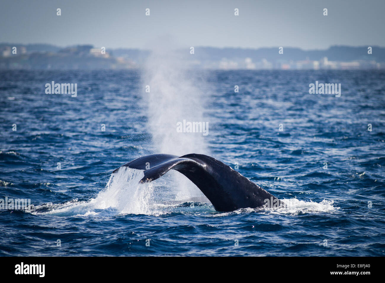 Buceo de ballenas en el océano, Okinawa, Japón Foto de stock
