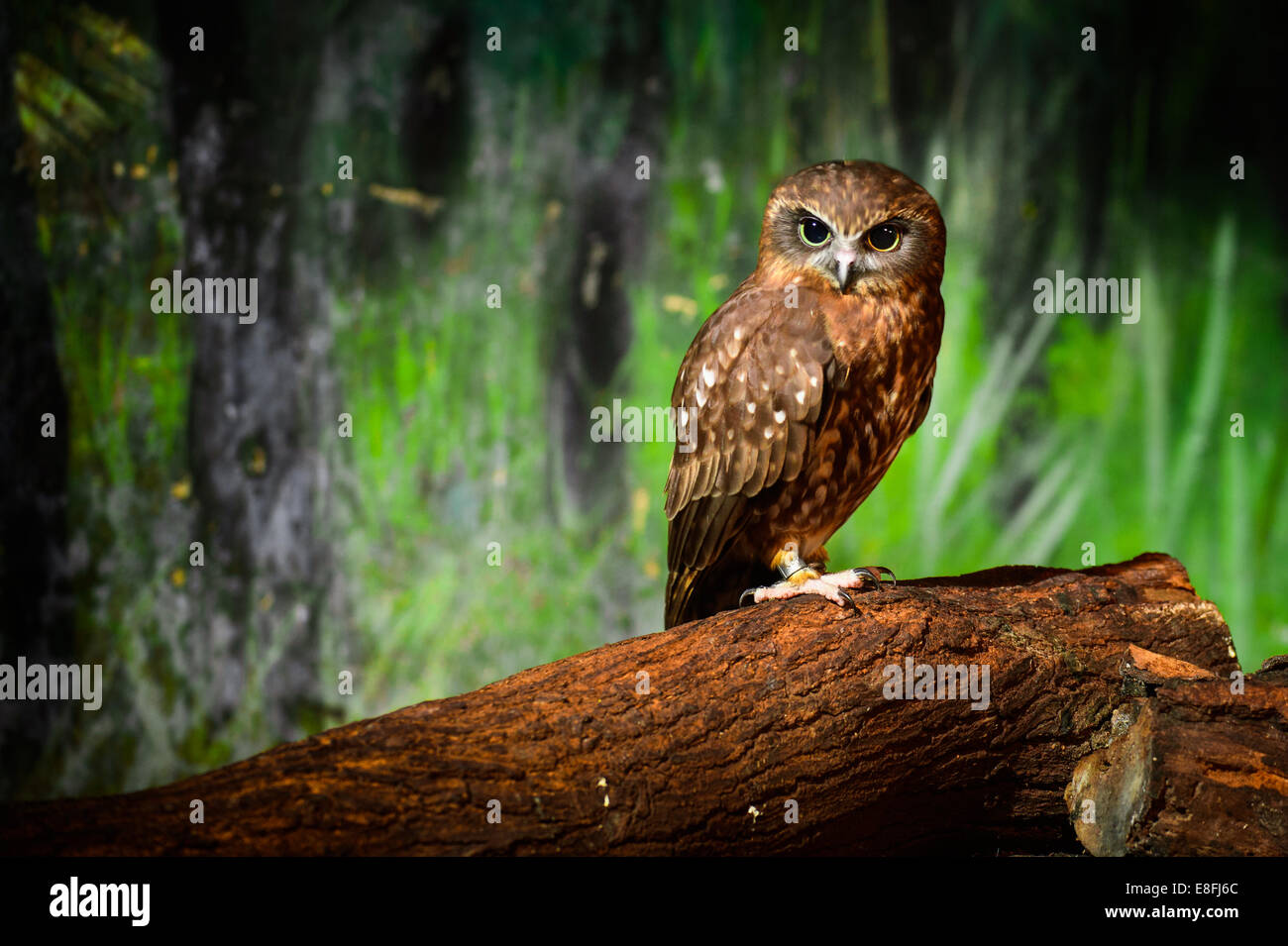 Retrato de brown owl, Tailandia Foto de stock