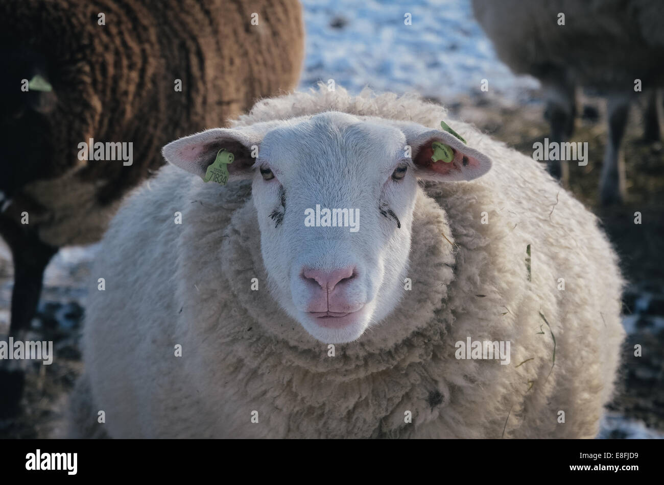 Retrato de una oveja. Foto de stock