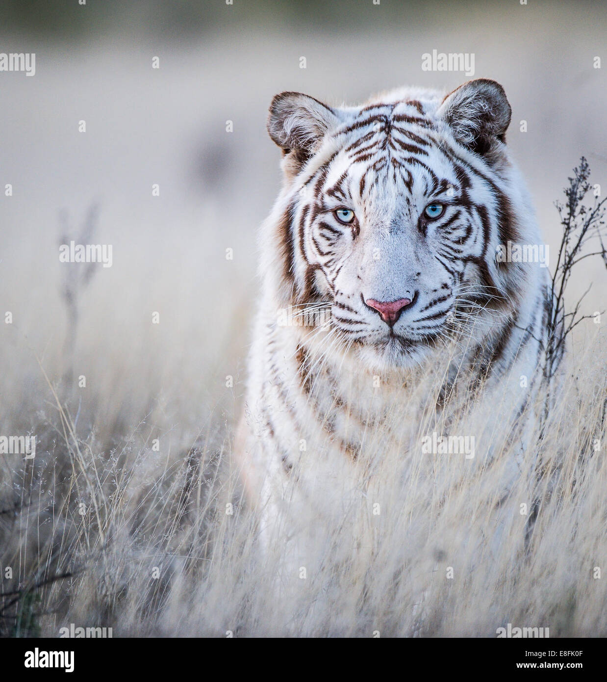 Retrato de un tigre blanco, Sudáfrica Foto de stock