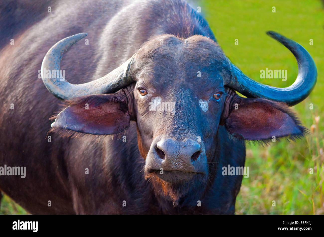 Retrato de un búfalo, Limpopo, Sudáfrica Foto de stock