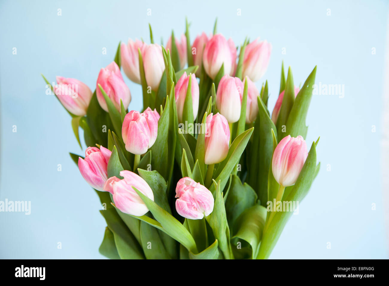 Cerca de tulipanes rosados y blancos Foto de stock