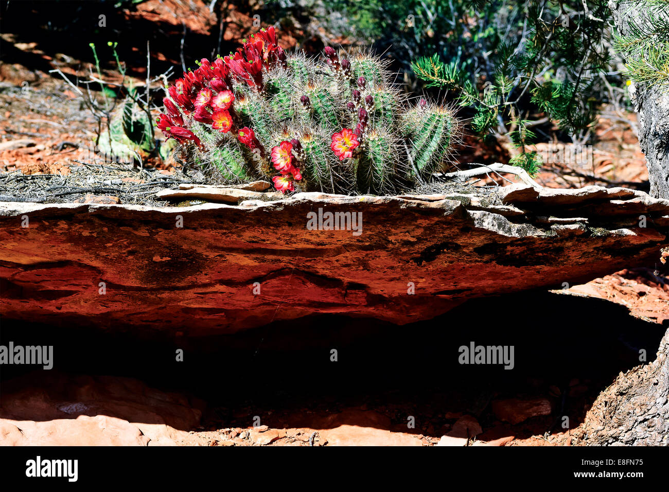 Ee.Uu., Arizona, al oeste del Condado de Yavapai Sedona, Brins Mesa, Cactus creciendo en piedra arenisca Foto de stock