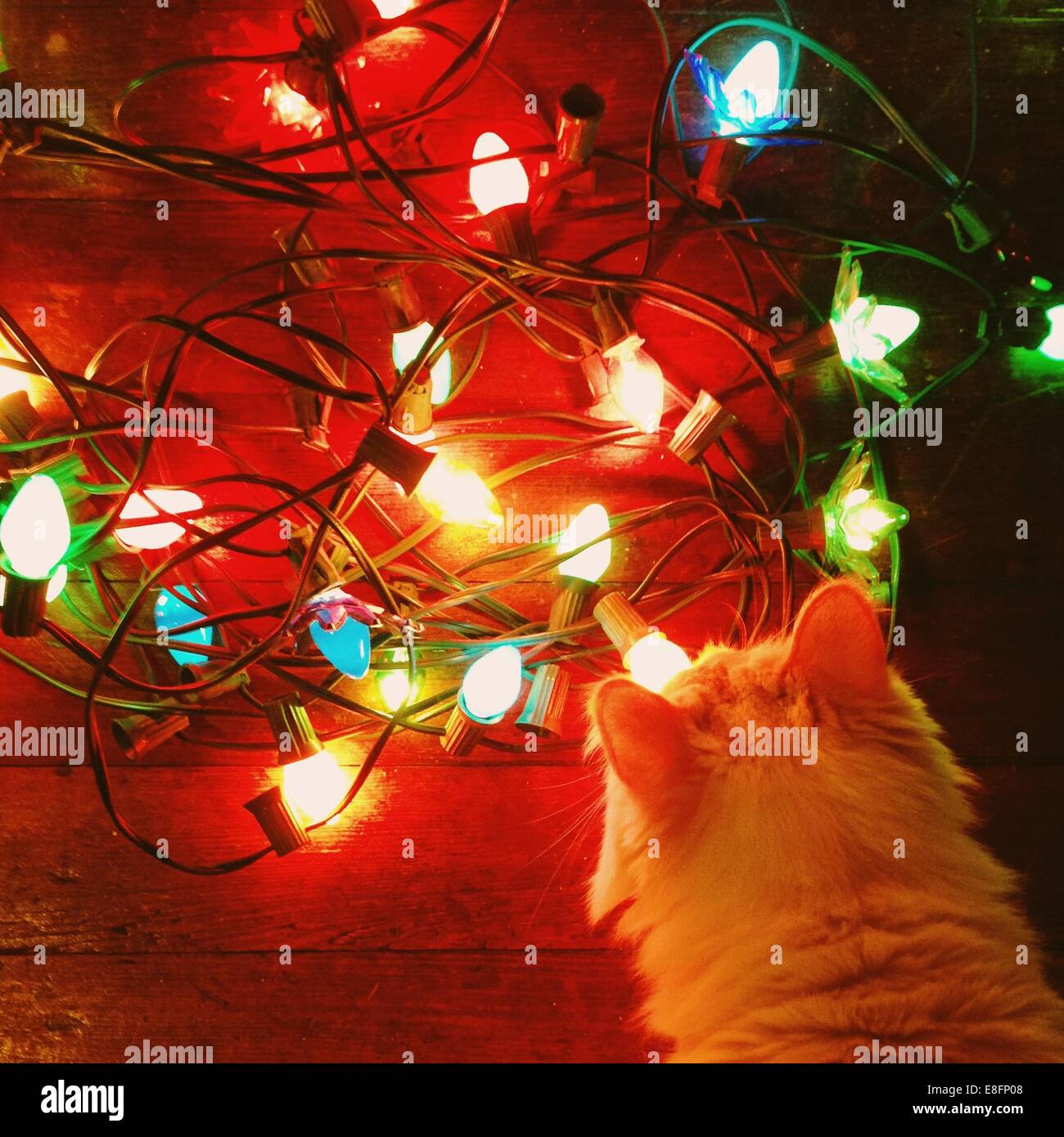 Gato mirando las luces de Navidad Fotografía de stock - Alamy