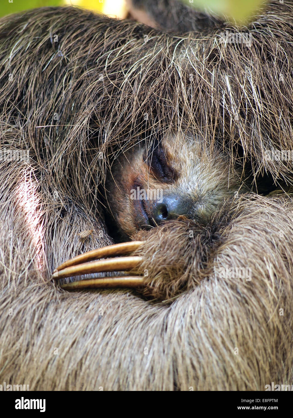 Vista de cerca de tres Brown-Throated vetado sloth durmiendo, Costa Rica Foto de stock