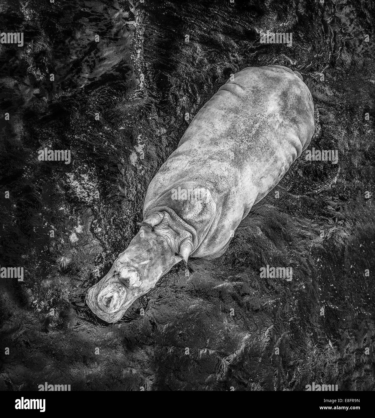 Vista aérea de hipopótamo (Hippopotamus amphibius) en agua Foto de stock