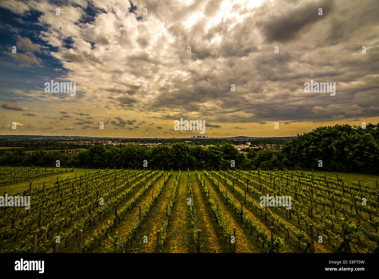 Francia, Paris La Defense detrás viñas Foto de stock