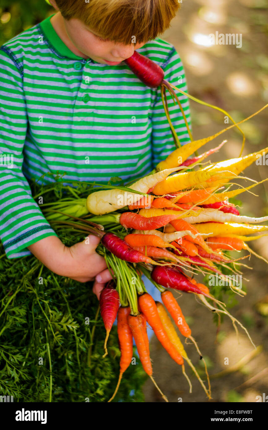 Niño sosteniendo un montón de zanahorias frescas multicolor Foto de stock